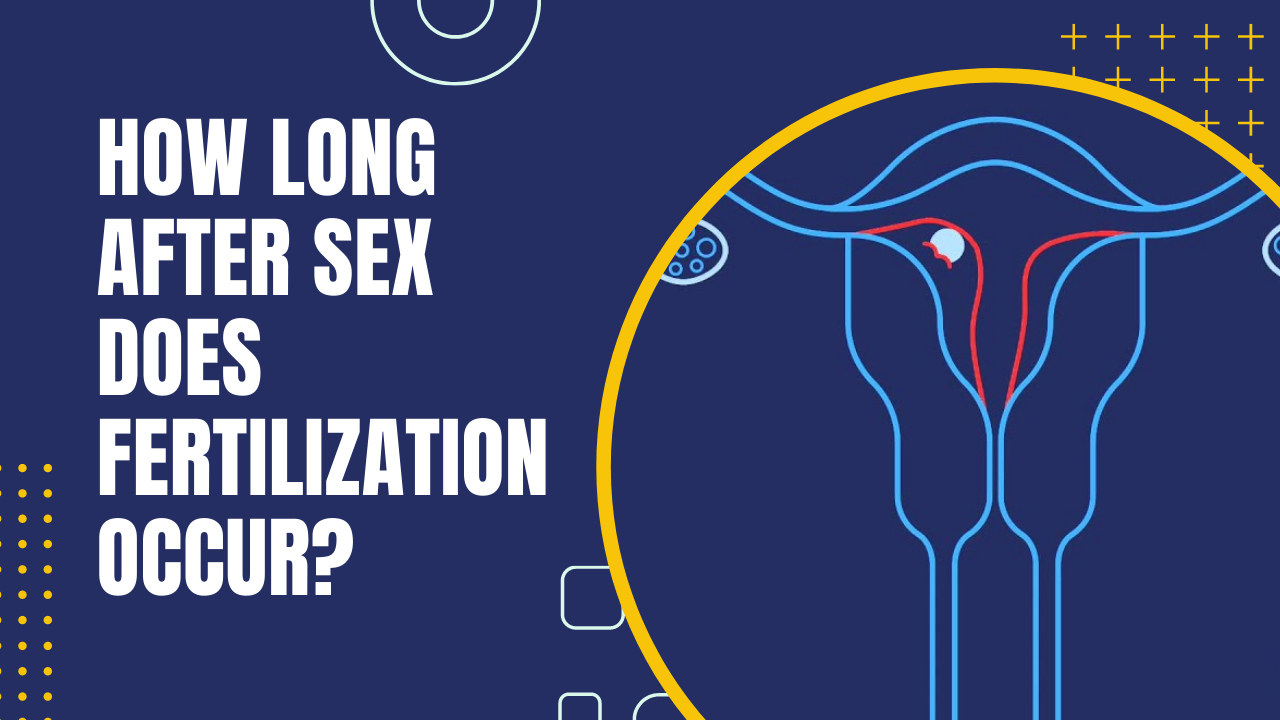 How Long After Sex Does Fertilization Occur Wwic Calculator