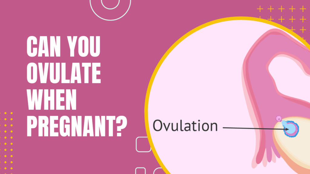 Can You Ovulate When Pregnant?