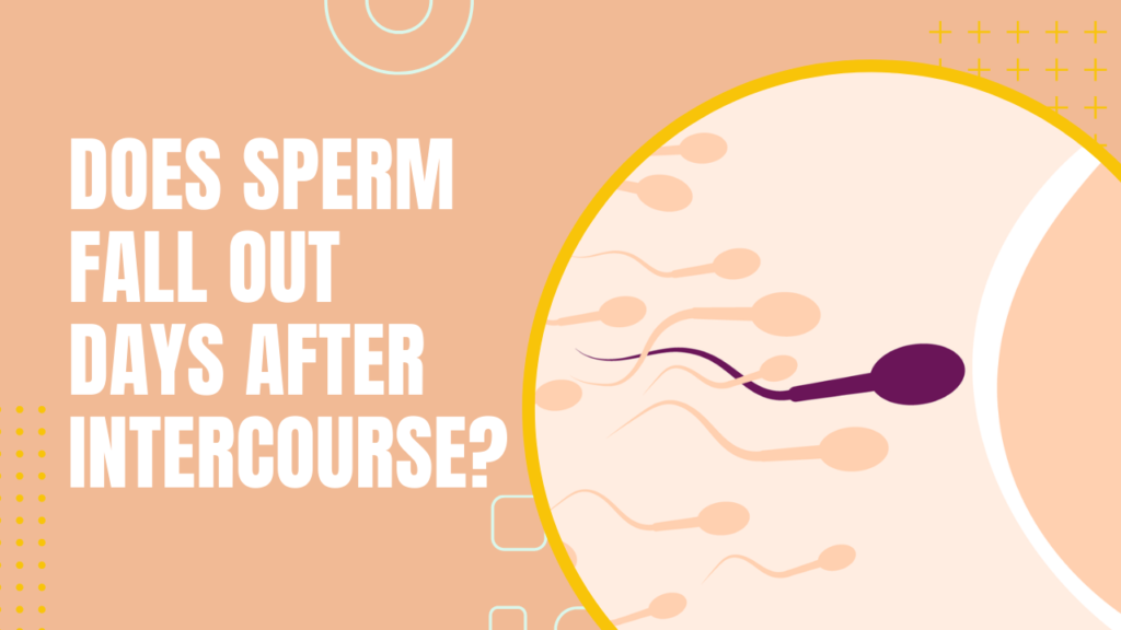 Does Sperm Fall Out Days After Intercourse?